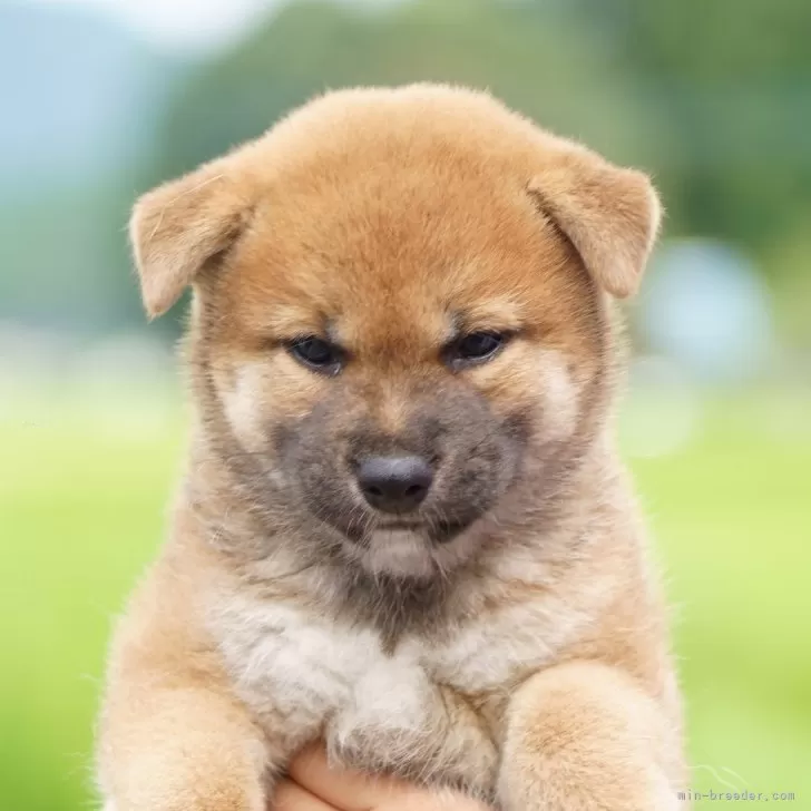 ID:2508-01122の子犬
