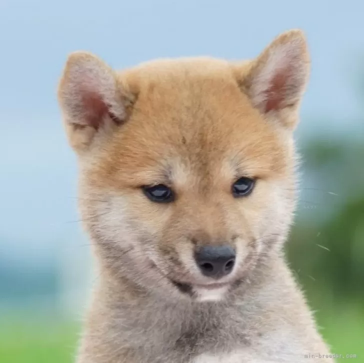 ID:2508-08466の子犬