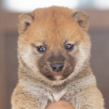 柴犬(標準サイズ)【栃木県・男の子・2025年10月19日・赤】の写真「綺麗な赤毛の小振りな男の子です」