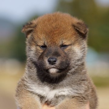 柴犬(標準サイズ)【栃木県・男の子・2025年10月18日・赤】の写真「小振りな男の子です」