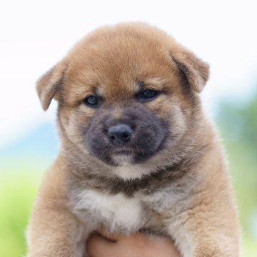 柴犬(標準サイズ)【栃木県・男の子・2025年7月10日・赤】の写真「コロッコロ！赤毛のタヌキ顔」
