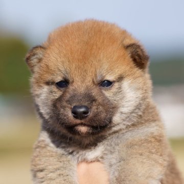 柴犬(標準サイズ)【栃木県・男の子・2025年10月19日・赤】の写真「綺麗な赤毛の小振りな男の子です」