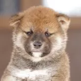 柴犬(標準サイズ)