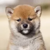 柴犬(標準サイズ)