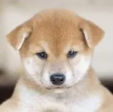柴犬(標準サイズ)