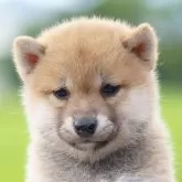 柴犬(標準サイズ)