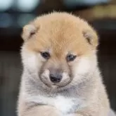 柴犬(標準サイズ)