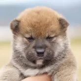 柴犬(標準サイズ)