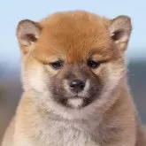 柴犬(標準サイズ)