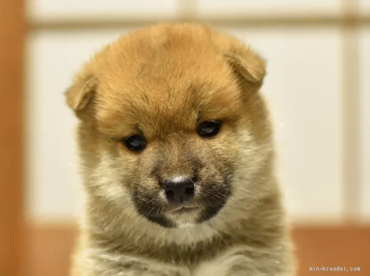 ID：2006-00452の子犬