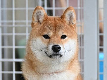 柴犬(標準サイズ)【栃木県・女の子・2021年6月16日・赤】の写真「小振りでおっとりした女の子です」