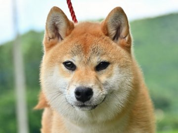 柴犬(標準サイズ)【栃木県・女の子・2019年12月25日・赤】の写真「綺麗な赤毛の女の子」