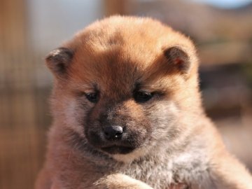 柴犬(標準サイズ)【栃木県・女の子・2019年12月12日・赤】の写真「綺麗な赤毛の女の子」