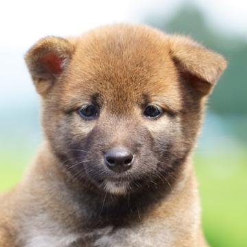 柴犬(標準サイズ)【栃木県・男の子・2022年6月10日・赤】の写真「小振りな男の子」