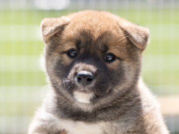 柴犬(標準サイズ)【栃木県・女の子・2021年3月12日・赤】の写真「お目々ぱっちりな女の子」