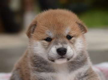 柴犬(標準サイズ)【栃木県・女の子・2020年5月5日・赤】の写真「綺麗な赤毛の女の子」