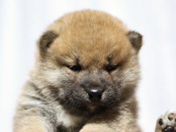 柴犬(標準サイズ)【栃木県・男の子・2019年12月12日・赤】の写真「綺麗な赤毛のタヌキ顔」
