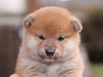 柴犬(標準サイズ)【栃木県・男の子・2019年12月22日・赤】の写真「綺麗な赤毛の男の子」