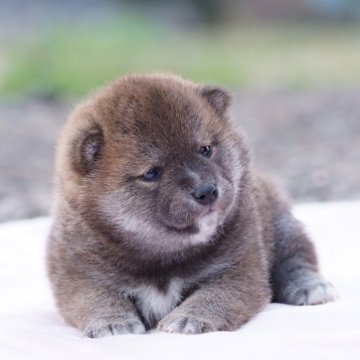 柴犬(標準サイズ)【栃木県・女の子・2024年3月4日・赤】の写真「小振りでおっとりした女の子です」