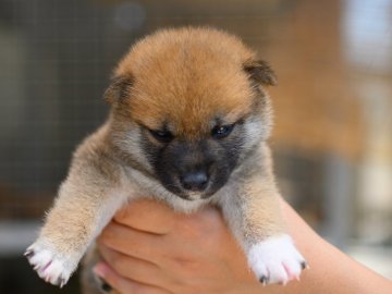 柴犬(標準サイズ)【栃木県・女の子・2021年6月23日・赤】の写真「小振りな女の子」