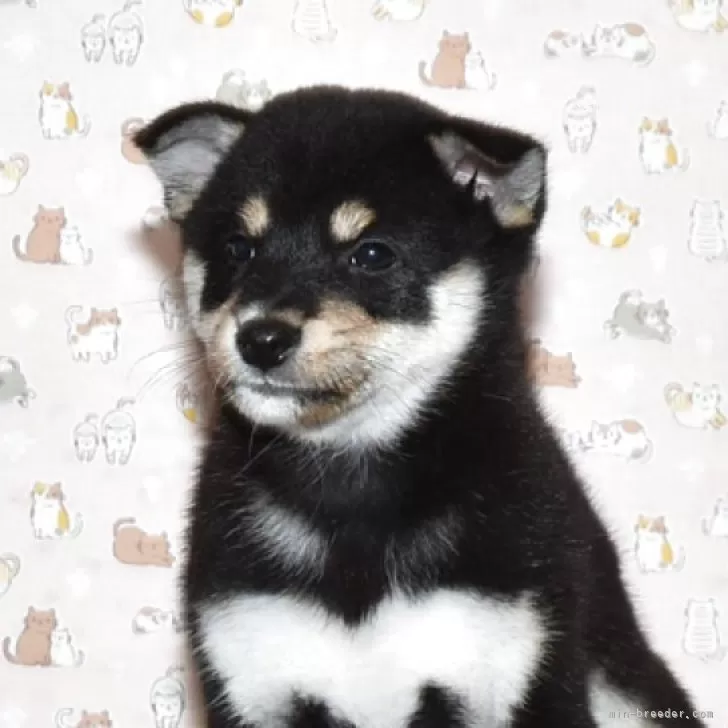 柴犬(標準サイズ)【大阪府・女の子・2025年8月27日・黒柴犬】の写真1「綺麗なお顔の女の子です。」
