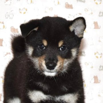 柴犬(標準サイズ)【大阪府・男の子・2025年8月27日・黒柴犬】の写真「大人しくて、賢い黒柴犬です。」
