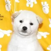 柴犬(標準サイズ)