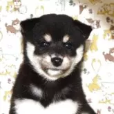 柴犬(標準サイズ)