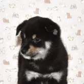 柴犬(標準サイズ)