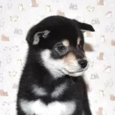 柴犬(標準サイズ)