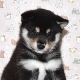 柴犬(標準サイズ)