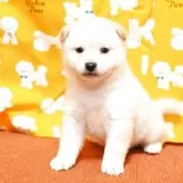 柴犬(標準サイズ)