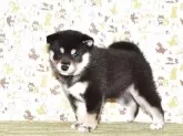 柴犬(標準サイズ)【大阪府・女の子・2025年8月27日・黒柴犬】の写真4「確りとした雌犬です。」