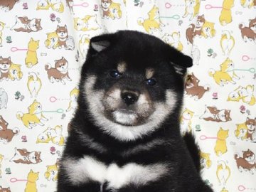 柴犬(標準サイズ)【大阪府・男の子・2022年2月14日・黒柴犬】の写真「大人しくて、賢い黒柴犬です。」