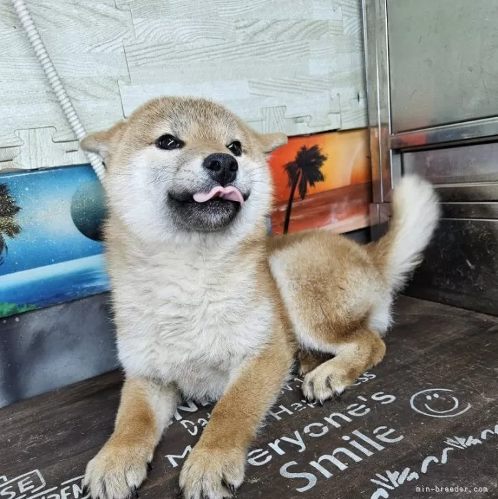 ID:2501-07636の子犬