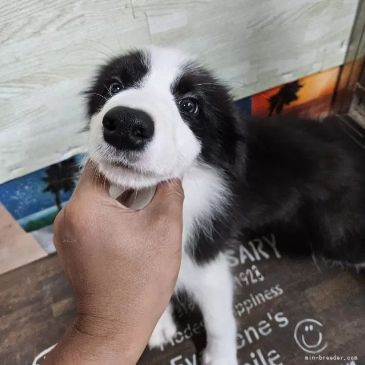 ID:2412-02280の子犬