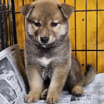 柴犬(標準サイズ)【兵庫県・男の子・2025年8月12日・赤】の写真「古風な男の子」