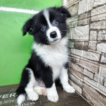 ボーダーコリー【兵庫県・男の子・2025年10月2日・ブラック&ホワイト】の写真「男前のカラーパタン」