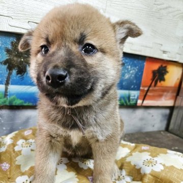 柴犬(標準サイズ)【兵庫県・男の子・2025年3月8日・赤】の写真「僕は男前になると思ってます☺️」