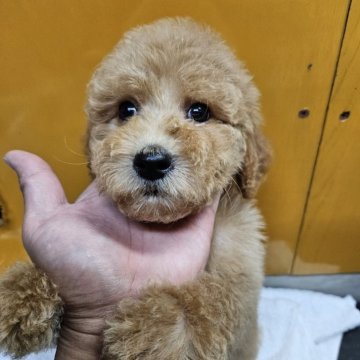 スタンダードプードル【兵庫県・女の子・2025年5月10日・アプリコット】の写真「脱尾をしてませんので尻尾が長いです☺️」