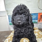 スタンダードプードル