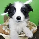 ボーダーコリー