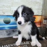 ボーダーコリー