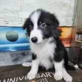 ボーダーコリー