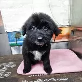 ボードゥードル(ボーダーコリー×プードル)【兵庫県・女の子・2024年12月17日・ブラック&ホワイト】の写真1