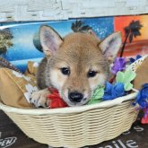 柴犬(標準サイズ)