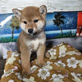 柴犬(標準サイズ)