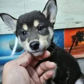 柴犬(標準サイズ)【兵庫県・女の子・2025年8月26日・黒】の写真2「将来は美人さん間違いないです☺️」