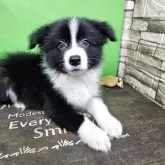 ボーダーコリー【兵庫県・男の子・2025年10月2日・ブラック&ホワイト】の写真4