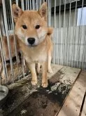 柴犬(標準サイズ)【兵庫県・男の子・2024年10月1日・赤】の写真5「優しい顔してますね☺️」